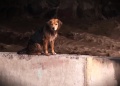 “Morocho” sobrevivió a la crecida de un río en Chile y hoy es “funcionario municipal”
