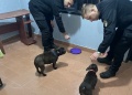 Dos bulldogs franceses aparecieron dentro de un boliche de Oberá y buscan a sus dueños
