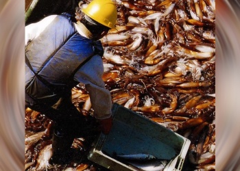 “Caja negra”: denuncian bajo control de la pesca en el Mar Argentino