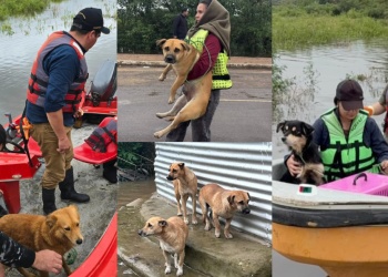 La otra cara de la crecida: rescataron más 300 mascotas en Ayolas