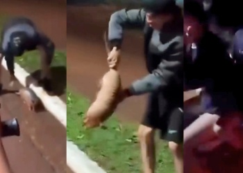 Indignación en Puerto Esperanza: jóvenes se filmaron maltratando a un tatú mulita