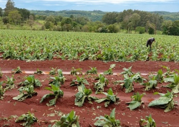 Misiones releva daños en el agro por tormentas, granizo e inundaciones