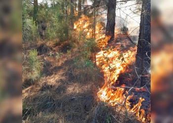 Un incendio arrasó 22 hectáreas en Teyú Cuaré y amenaza especies únicas de Misiones