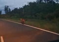 VIDEO: tuvieron un encuentro muy cercano con el “Rey del Iberá”