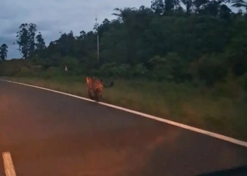VIDEO: tuvieron un encuentro muy cercano con el “Rey del Iberá”