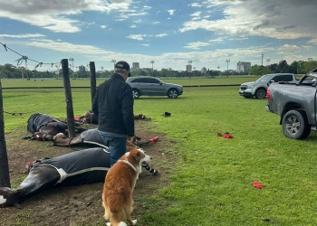 Un rayo mató a cuatro yeguas de polo durante una práctica en el Jockey Club de San Isidro