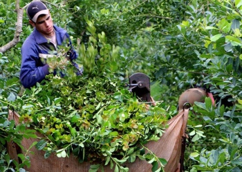 Yerba: productores reciben la mitad del valor histórico y sufren pérdidas millonarias