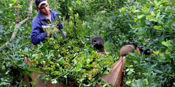 YERBA MATE. El producto madre de Misiones no logró superar la “motosierra” y se hunde cada vez más.