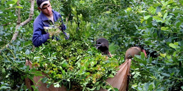 YERBA MATE. El producto madre de Misiones no logró superar la “motosierra” y se hunde cada vez más.