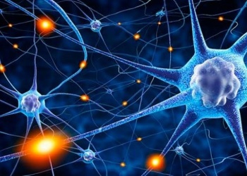 Neuronas espejo
